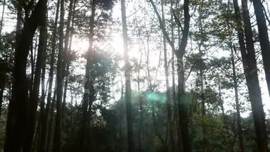 松林带着阳光在一个生动的早晨，阳光在树枝上嬉戏。 泰国阳光下的自然风光